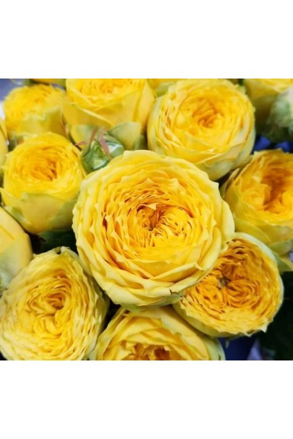 Махровые плотные бутон розы Луна Трендсеттер